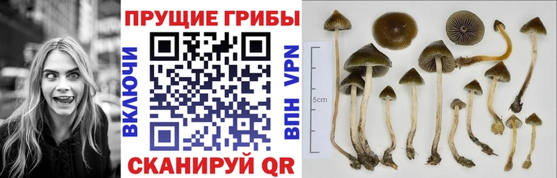 Купить закладки  Карабулак  Псилоцибиновые грибы Psilocybine cubensis 